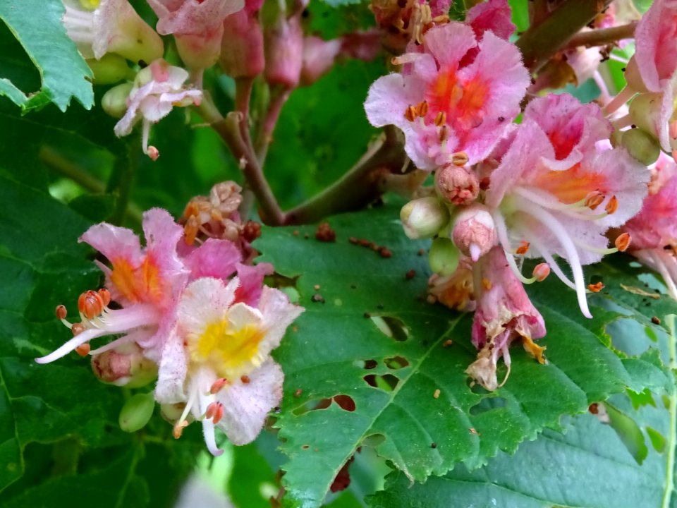 Marronnier à fleurs rouges, Aesculus * carnea, Hippocastan… 