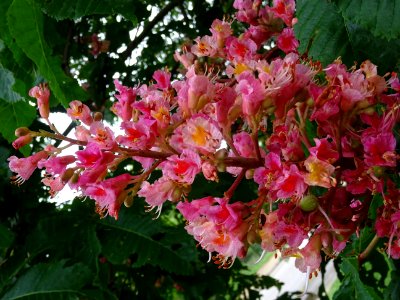 Marronnier à fleurs rouges, Aesculus * carnea, Hippocastan… 