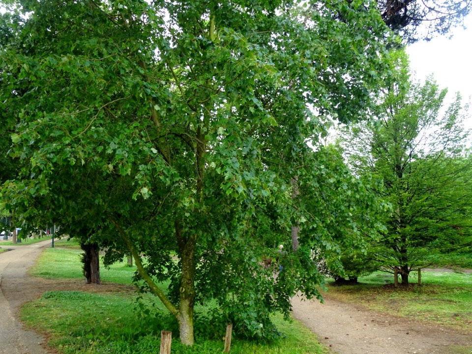 Tilleul de Mongolie ou Tilleul à feuilles de vigne, Tilia … 