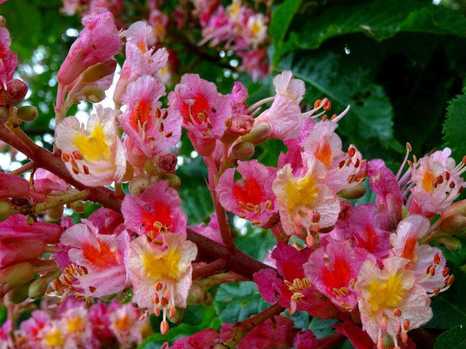 Marronnier à fleurs rouges, Aesculus * carnea, Hippocastan… 