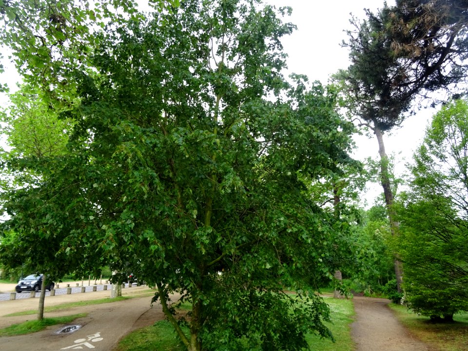 Tilleul de Mongolie ou Tilleul à feuilles de vigne, Tilia … 