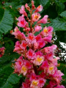 Marronnier à fleurs rouges, Aesculus * carnea, Hippocastan… 