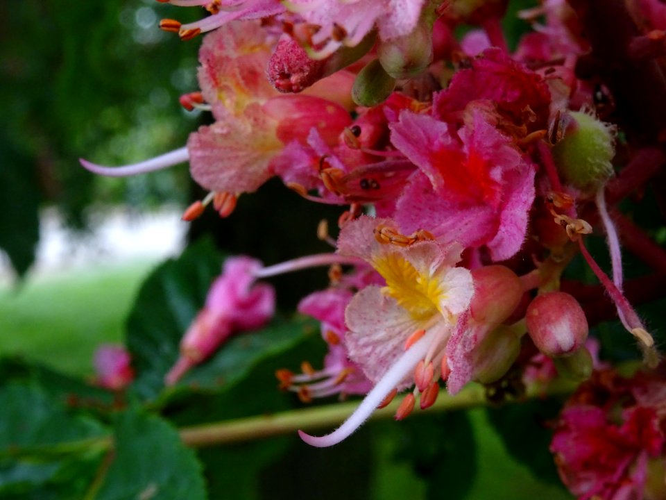 Marronnier à fleurs rouges, Aesculus * carnea, Hippocastan… 