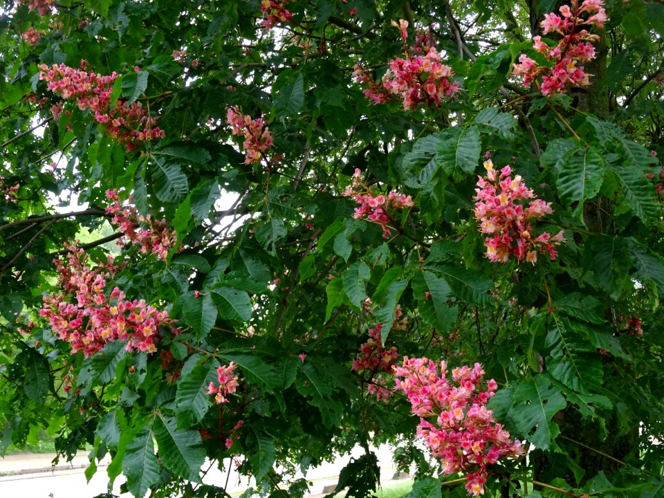 Marronnier à fleurs rouges, Aesculus * carnea, Hippocastan… 