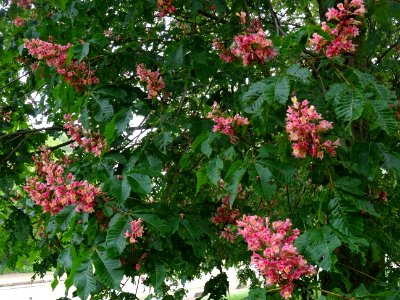 Marronnier à fleurs rouges, Aesculus * carnea, Hippocastan… 