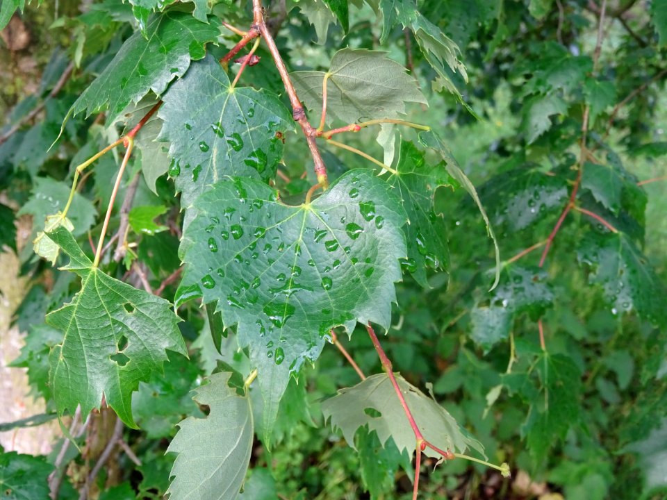 Feuilles du Tilleul de Mongolie ou Tilleul à feuilles de v… 