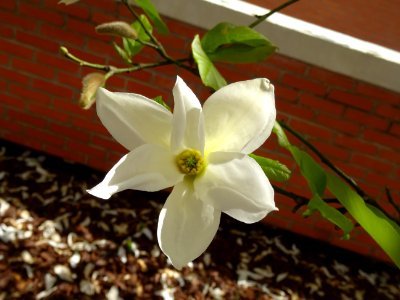 Fleur de Magnolia photo