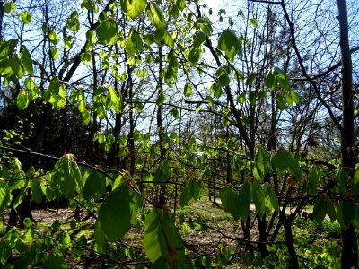Feuilles de hêtre ou fayard, à stipules, Fagus sylvatica, … 