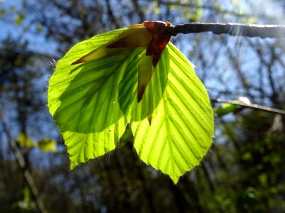 Feuilles de hêtre ou fayard, à stipules, Fagus sylvatica, … 
