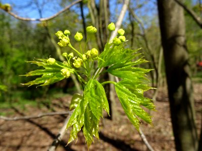 Inflorescences dressées et feuilles pendantes d'érable pla… 