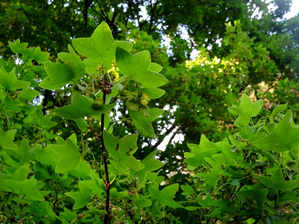 Feuilles trilobées et fleurs pendantes sur des rameaux d'é… 