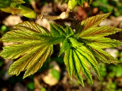 Jeunes feuilles, Erable sycomore, Acer pseudoplatanus, Acé… 
