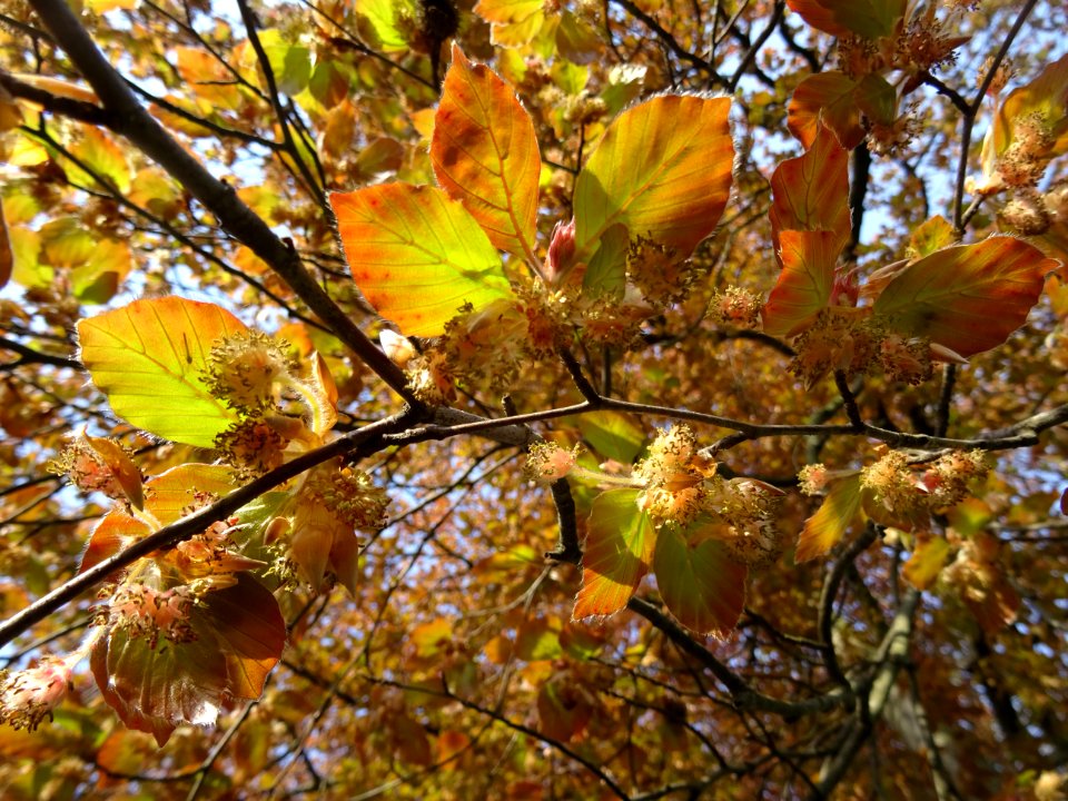 Fleurs femelles (rouges) et fleurs mâles (jaunes), jeunes … 