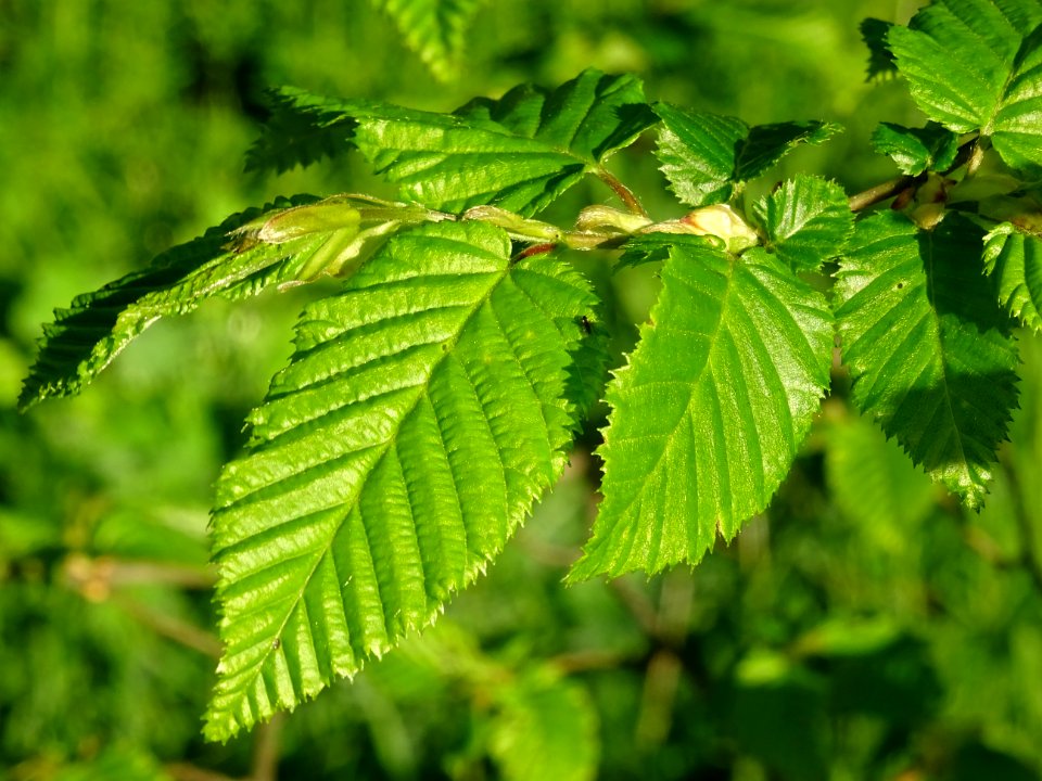 Feuilles de Charme, Carpinus betulus, Corylacées 
