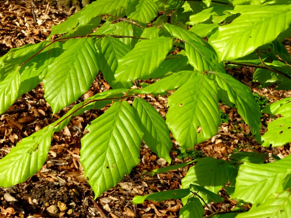 Feuilles de hêtre ou fayard, à stipules, Fagus sylvatica, … 