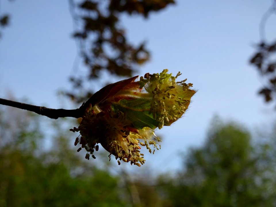 Jeunes feuilles et fleurs mâles du hêtre pourpre, Fagus sy… 