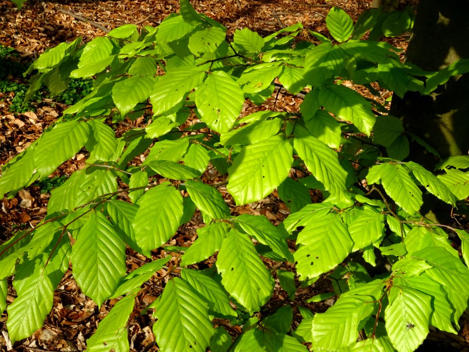 Feuilles de hêtre ou fayard, à stipules, Fagus sylvatica, … 
