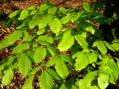 Feuilles de hêtre ou fayard, à stipules, Fagus sylvatica, … 