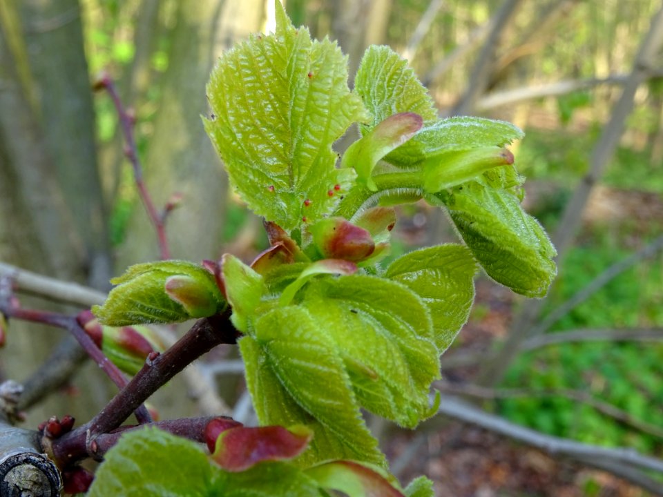 Bourgeons et jeunes feuilles, Tilleul à petites feuilles, … 