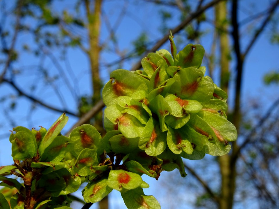 Samares immatures d'Orme champêtre, Ulmus campestris, Ulma… 