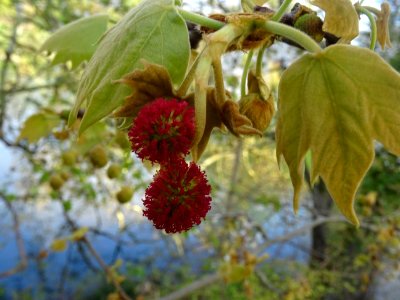 Capitules rouges de fleurs femelles et jeunes feuilles. Pl… 