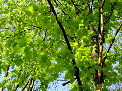 Feuilles de hêtre ou fayard, à stipules, Fagus sylvatica, … 