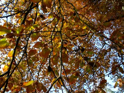Feuillage du hêtre pourpre, Fagus sylvatica Purpurea, Faga… 