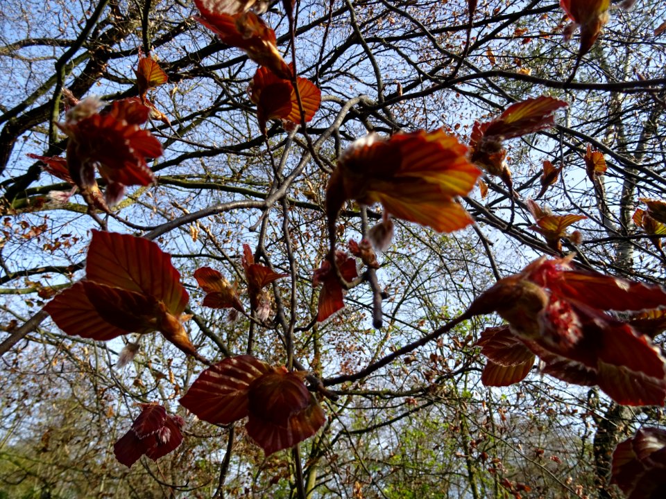 Jeunes feuilles de hêtre pourpre, Fagus sylvatica Purpurea… 