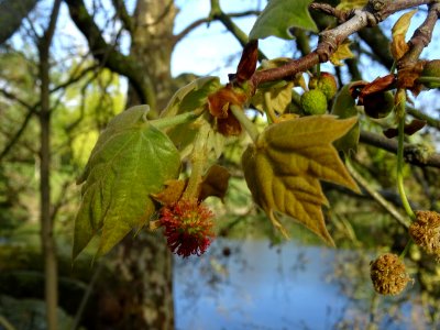Capitule rouge de fleurs femelles, capitules verts de fleu… 