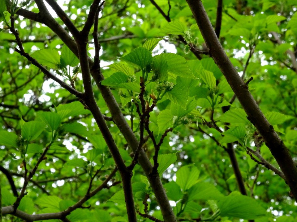 Feuilles et fruits du Mûrier noir, Morus nigra, Moracées 