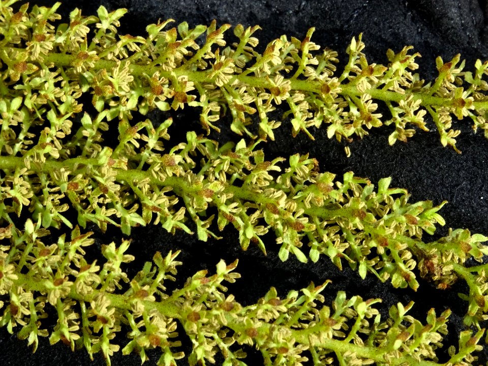 Châtons mâles du Ptérocaryer du Caucase, Pterocarya fraxin… 