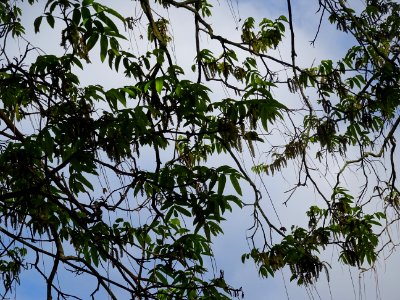 Feuilles et châtons mâles, Ptérocaryer du Caucase, Pteroca… 