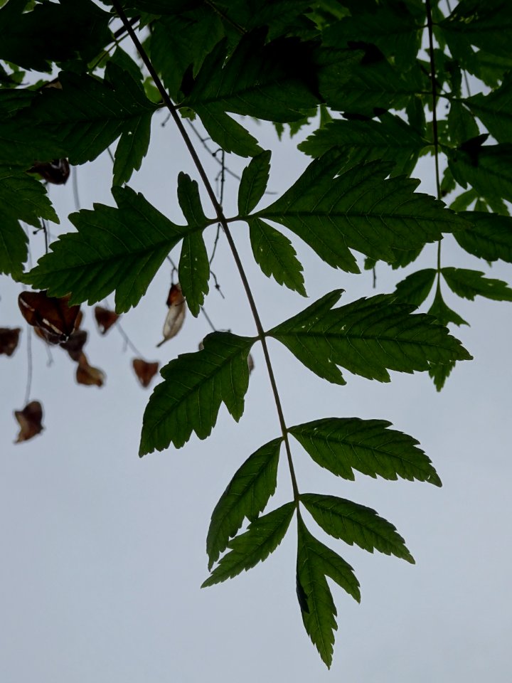 Feuilles du Savonnier, Koelreuteria paniculata, Sapindacée… 