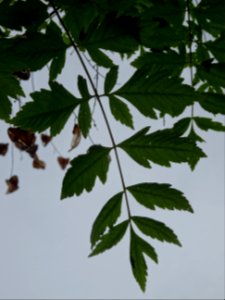 Feuilles du Savonnier, Koelreuteria paniculata, Sapindacée… 
