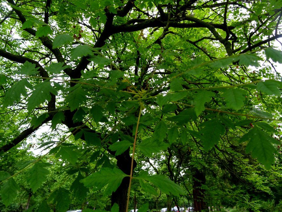 Feuilles du Savonnier, Koelreuteria paniculata, Sapindacée… 