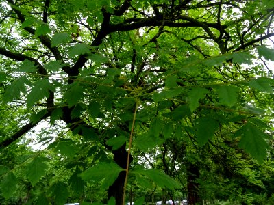 Feuilles du Savonnier, Koelreuteria paniculata, Sapindacée… 
