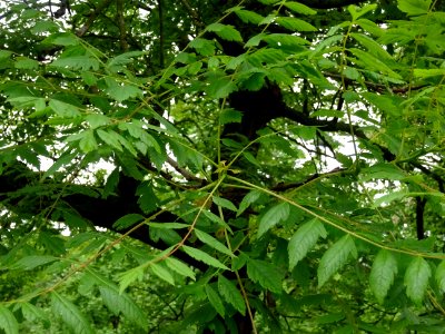Feuilles du Savonnier, Koelreuteria paniculata, Sapindacée… 