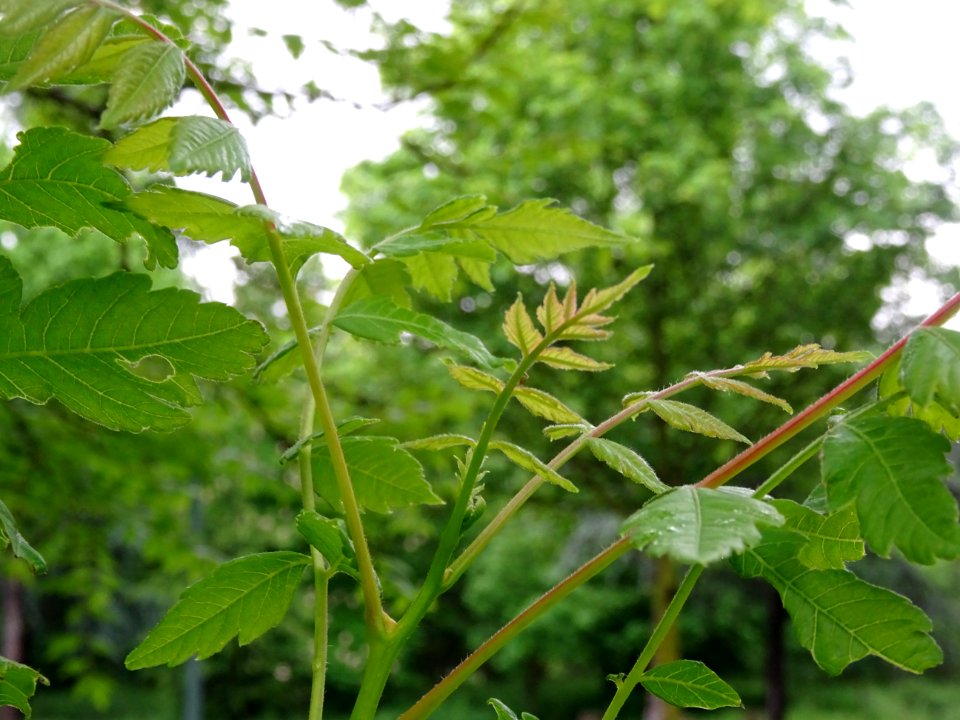 Feuilles du Savonnier, Koelreuteria paniculata, Sapindacée… 
