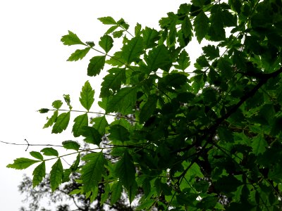 Feuilles du Savonnier, Koelreuteria paniculata, Sapindacée… 