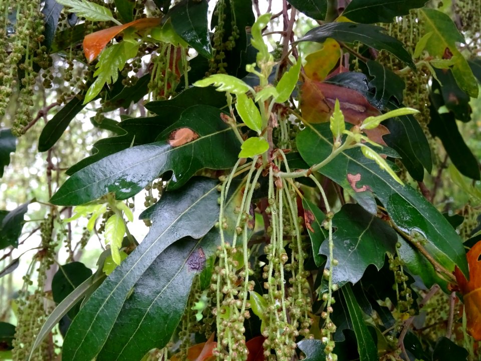 Feuilles et châtons pendants de Chêne hispanique, Quercus … 