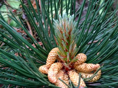 Cônes mâles du Pin noir d'Autriche, Pinus nigra austriaca,… 