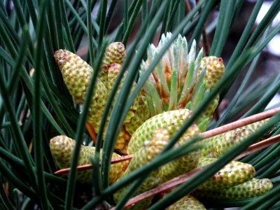 Cônes mâles du Pin noir d'Autriche, Pinus nigra austriaca,… 