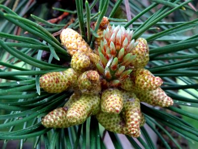 Cônes mâles du Pin noir d'Autriche, Pinus nigra austriaca,… 
