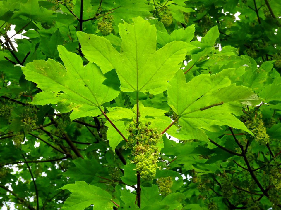 Feuilles et grappes de fleurs, Erable sycomore, Acer pseud… 