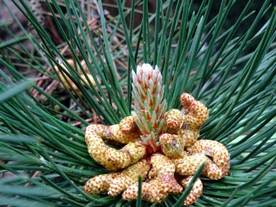 Cônes mâles du Pin noir d'Autriche, Pinus nigra austriaca,… 