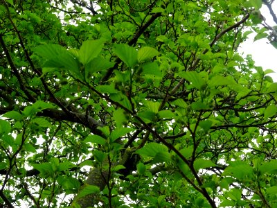 Feuilles et fruits du Mûrier noir, Morus nigra, Moracées 