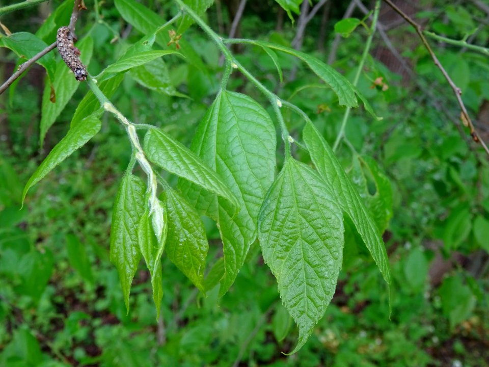 Chenille et feuilles du Micocoulier de Provence, Celtis au… 