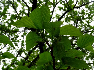 Feuilles et fruits du Mûrier noir, Morus nigra, Moracées 