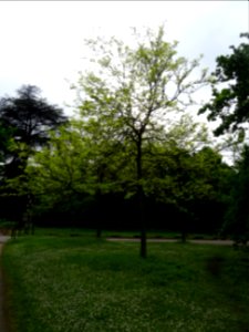 Févier d'Amérique doré, Gleditsia triacanthos Sunburst, Cé… 