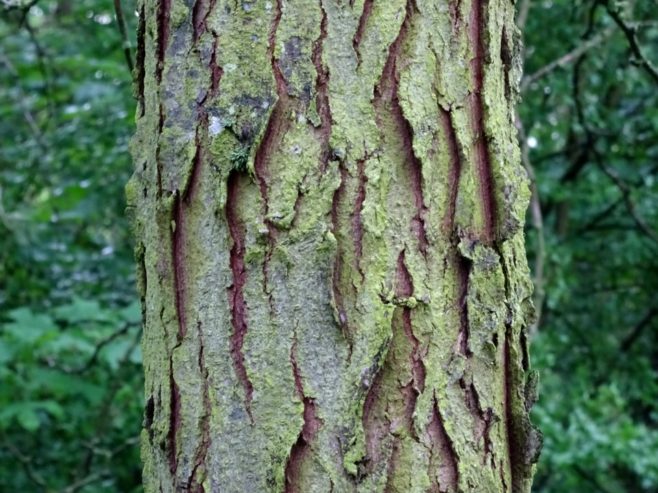 Tronc du Févier d'Amérique doré, Gleditsia triacanthos Sun… 